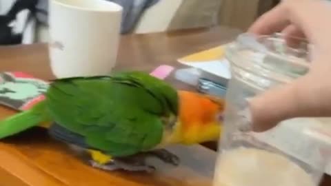 Smart And Funny Parrots