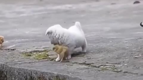 Cute puppy playing with chicks