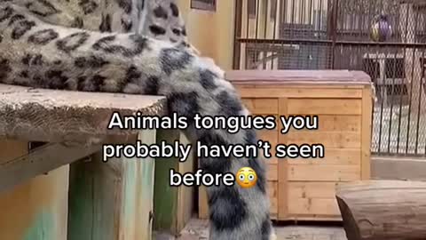 Animals tongues😳👅