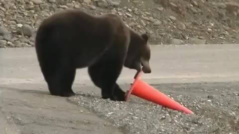 Good bear