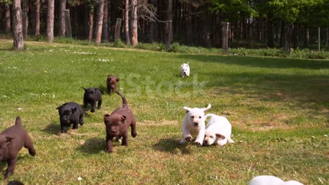 Yellow, Brown and Black Labrador Retriever, Puppies running on the Lawn