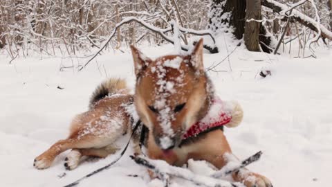 Dog under snow attack, minding his own business