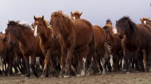 Beautiful horses