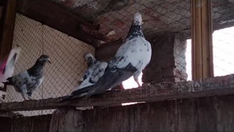 Beautiful pigeon breeder pair best flying