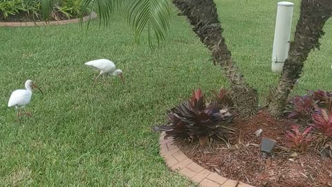 Living in South Florida Neighborhood Birds