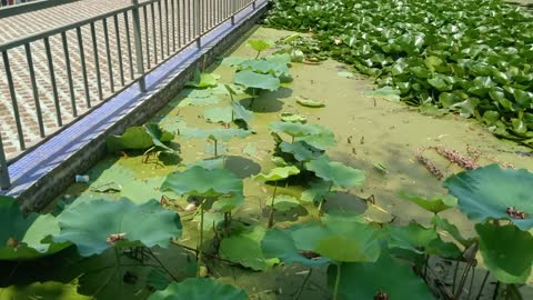 There are a lot of fish under the lotus leaf!