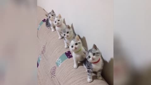 OMG So Cute and Funny Cats ♥❤