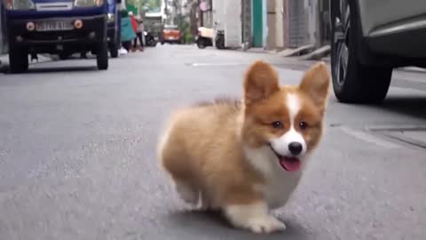 Short-legged Chubby Corgi Dog is so cute