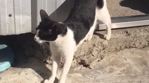 a stretching black and white cat