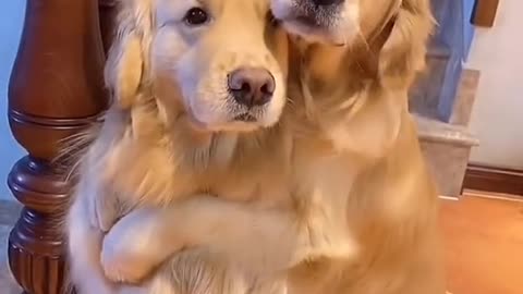 Cute Dog Hug each other