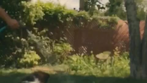 Dog splashes around with water hose