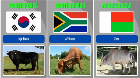 Different Country Breeds of Cattles