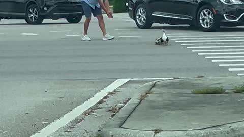 Good Samaritan Stops Traffic for Crossing Ducks