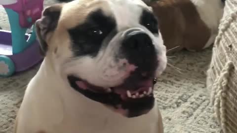 Stubby the Bulldog is PetItCure Shy