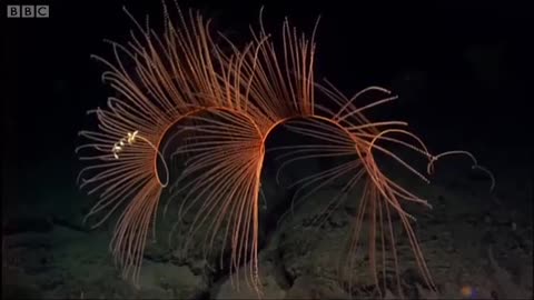 Undersea Volcanoes | Planet Earth | BBC Earth