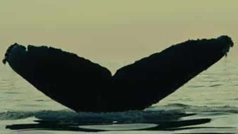 Humpback whale fluking up at sunrise in Monterey bay