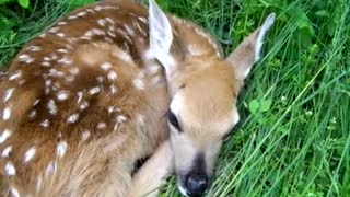 Newborn Fawn Meets Golden Retriever