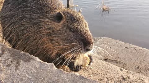 rat eating, near the lake