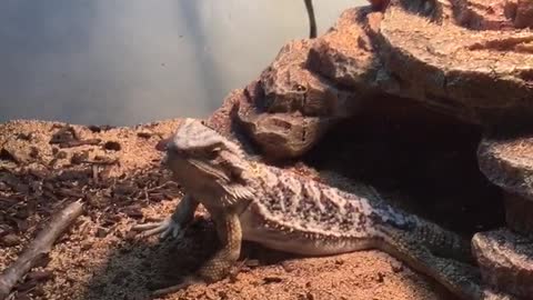 My Bearded Dragon