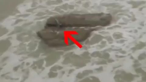 5 Real Mermaids Caught on Camera!