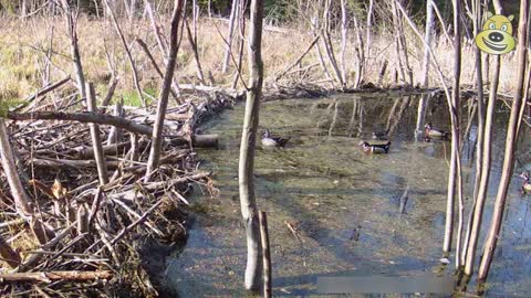 Nature Clips 11 - Ducks Doing What Ducks Do.