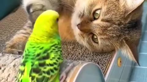 Happy Cat tries to get little budgie attention playfully. Interesting video.💙💜🦜🐈💛