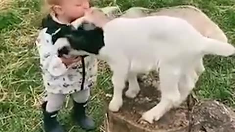 Toddler is thrilled to meet baby goats__