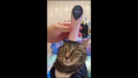 Amusing Felines TikTok Recordings Assemblage - Charming Felines. (Funny Animals #283)