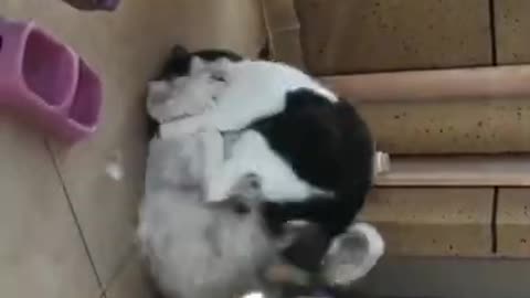 My cat fighting each other.