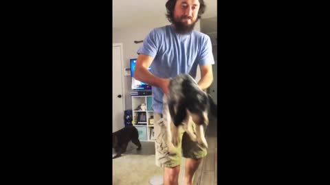 Dramatic puppy screams when the owner pretends to thrash him