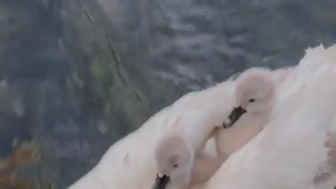 Hero save baby Swan. get attacked by dad swan