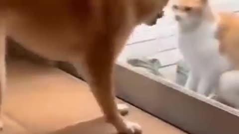 "💞😆Cats and dogs fighting very funny😂|| Try not to laugh ||#shorts"