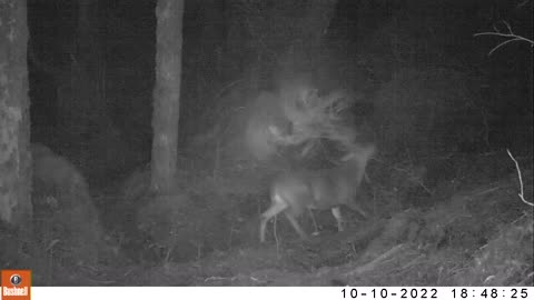 Buck vs a Huckleberry Bush