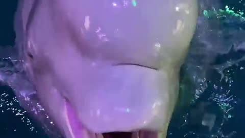 Its time to eat Beluga whales eats fish