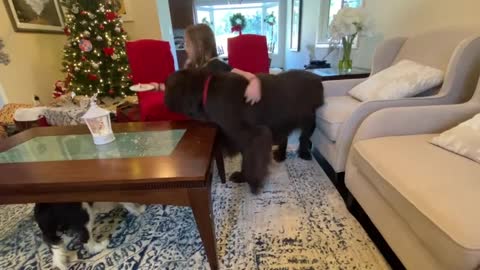 Little girl gives her huge dog and little puppy Christmas treats