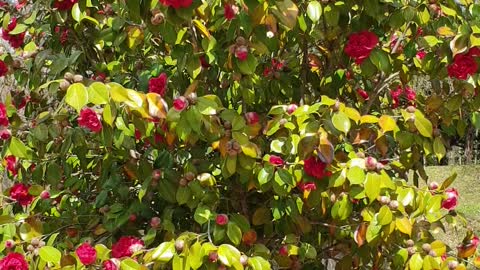 Camellia flowers in full bloom.