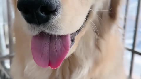 Is your golden retriever like this too?