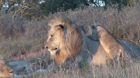 Lion cubs meet daddy for the first time