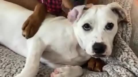 Pair of sweet doggies previously cuddle with each other