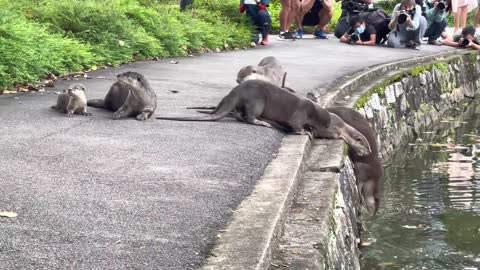 Nervous Otter Pups Get Swimming Lesson at Singapore Botanic Gardens