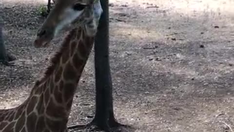 Wildlife Brave Giraffe Kick Five Lion To Save Baby - Power of LION In The Animal World But FAIL