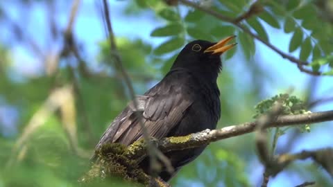 birds singing