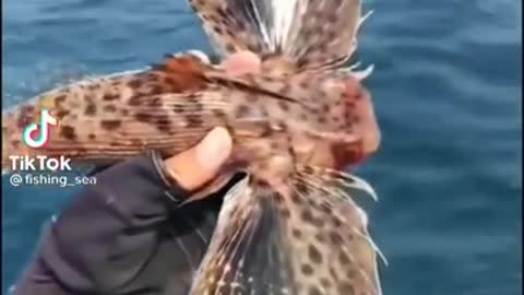 Best Unique Fishing technique➡️Unbelievable Drean Fishing 🥰Amazing Catch Lot Of Big Fish #shorts