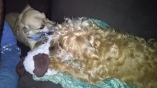 Two Jackapoo Dogs Playing Tug of War