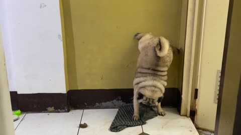 Pug Takes A Dump Upside Down