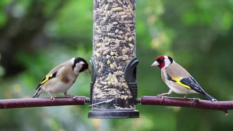 Short video of goldfinches eating