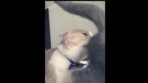 Some funny cat videos