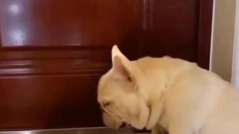 Funny Dog Reactions , Drowsy Dog Reaction