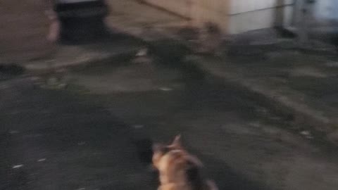 Street cat eating video