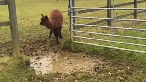 Sheep's trying to show off with a fancy jump! wait for it!haha